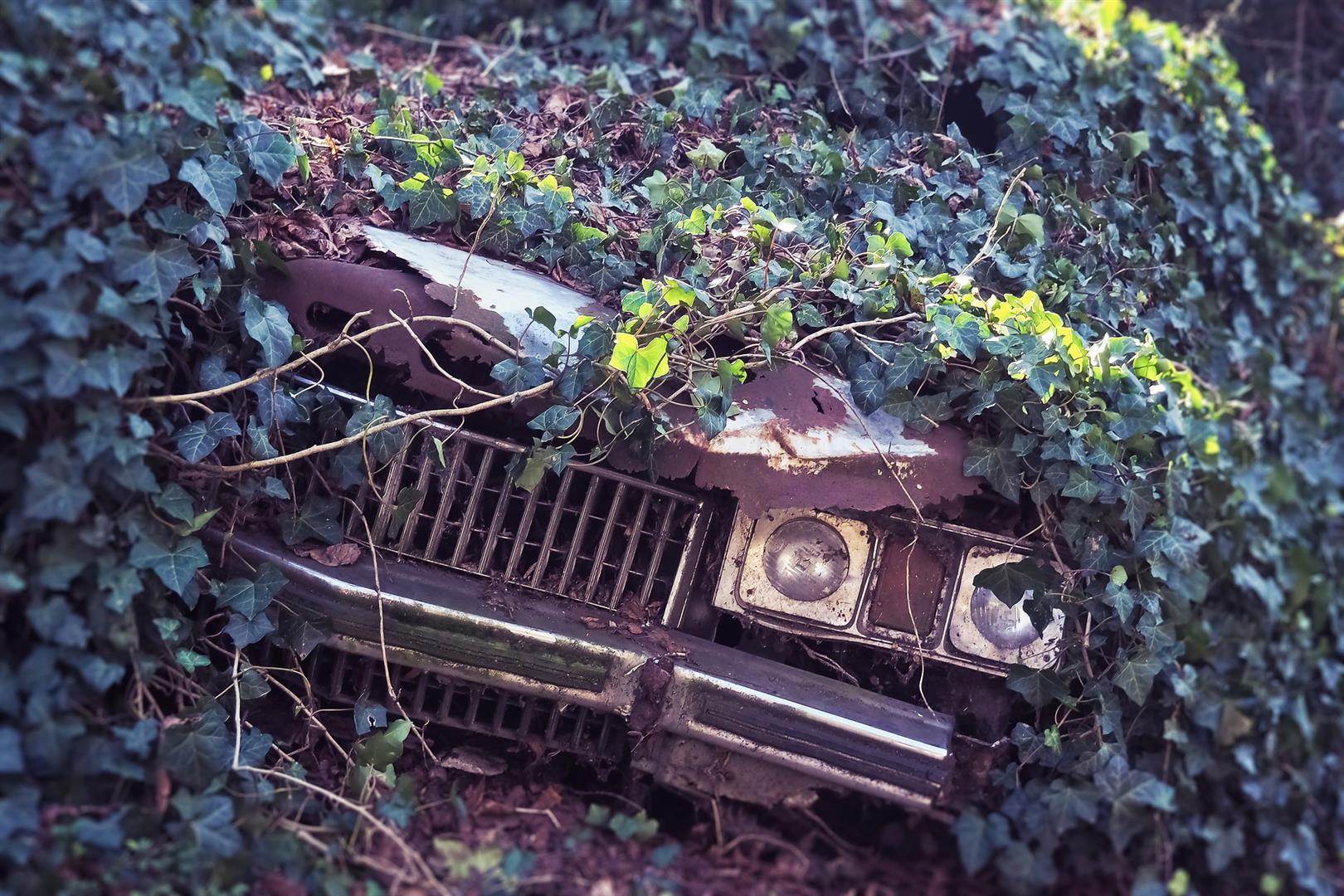 Car is covered in ivy from setting so long. 