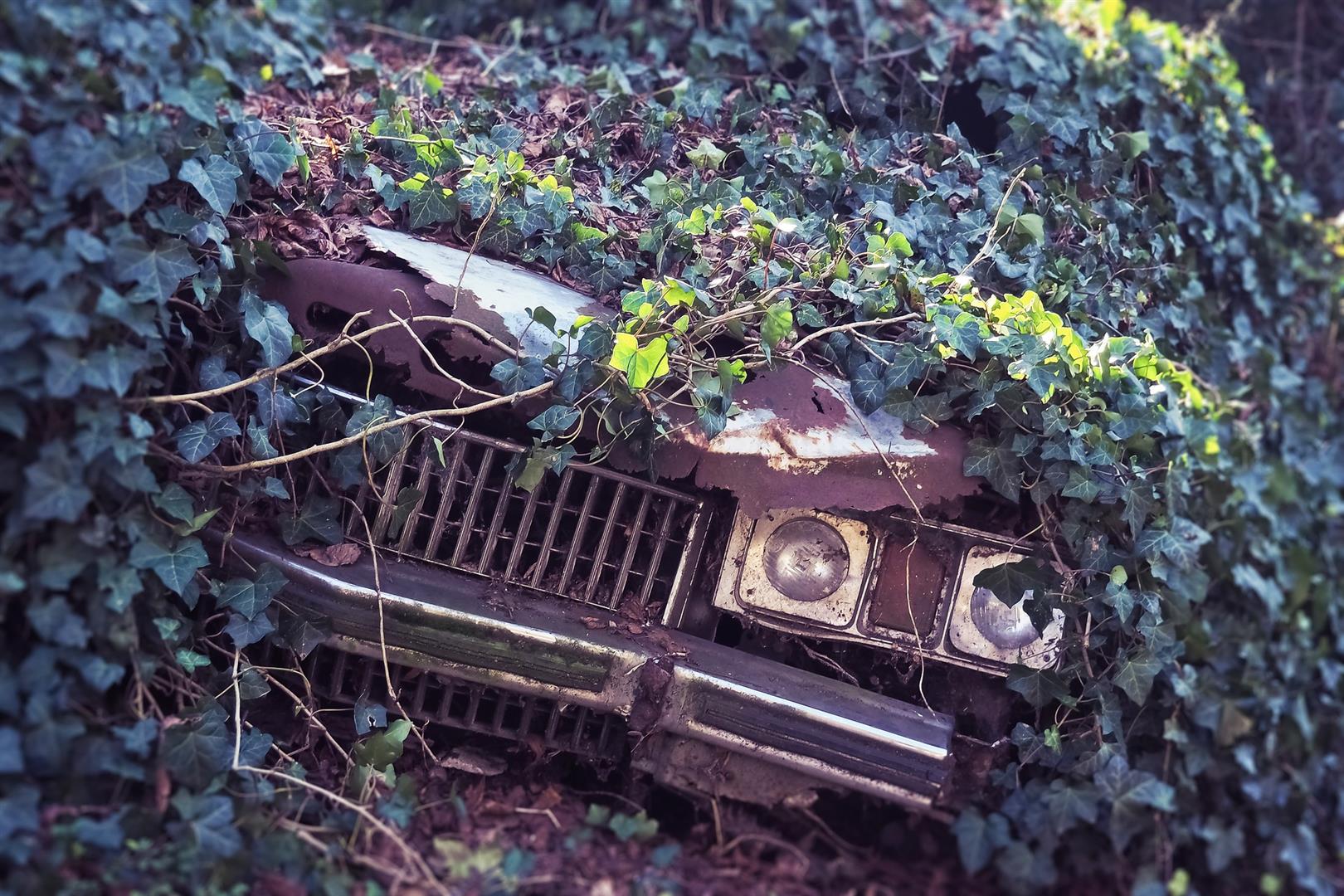 Car is covered in ivy from setting so long.