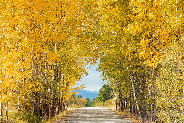 Can Wet Leaves Make a Road More Slippery Than It Looks?
